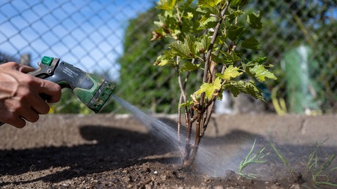 Eine Frau gießt einen kleinen Johannisbeerstrauch mit einem Wasserschlauch.