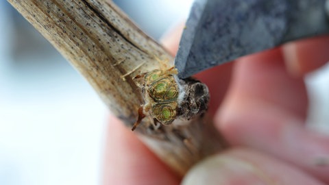 Die "Augen" bei Steckhölzer sind verholzte Triebe, um Sträucher zu vermehren. 