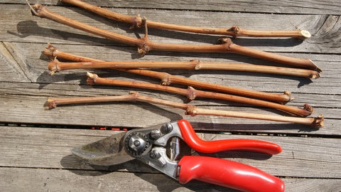 Zurechtgeschnittene Steckhölzer liegen neben einer Gartenschere auf dem Holzboden. 