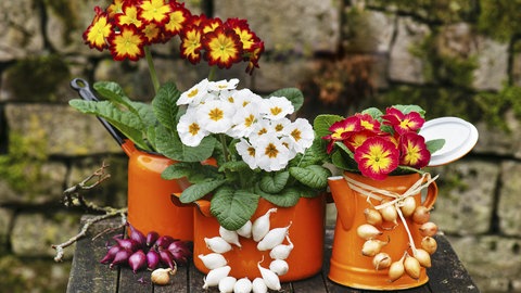 Bunte Primeln wurden im Frühling in ausrangierte orange Töpfe und eine Kanne mit Zwiebeln von Zwiebelblumen nachhaltig gepflanzt. 