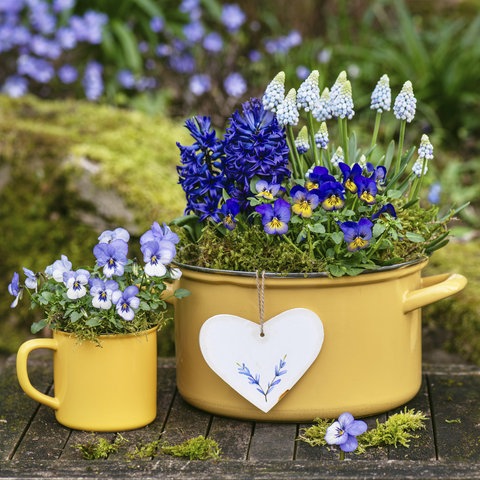 Ein alter gelber Kochtopf und ein gelber Becher wurden nachhaltig genutzt und mit Stiefmütterchen und Zwiebelblumen wie Hyazinthen und Traubenhyazinthen bepflanzt. 
