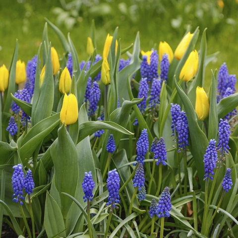 Zwiebelblumen wie gelbe Tulpen und Traubenhyazinthen wurden gemeinsam für den Frühling gepflanzt. 