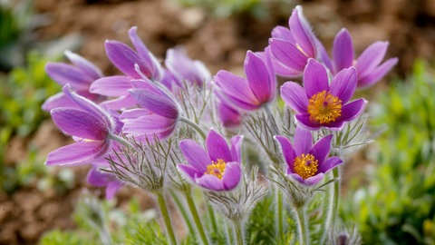 Eine rosafarbene Blume mit kleinen Blüten ist in die Erde gepflanzt. Die Kuhschelle kann man wunderbar für den Frühling pflanzen und kreativ kombinieren.