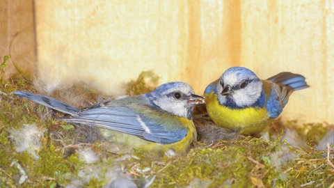Zwei Blaumeisen sitzen in einem Nistkasten.