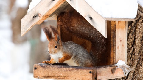 Ein Eichhörnchen sitzt in einem Nistkasten.