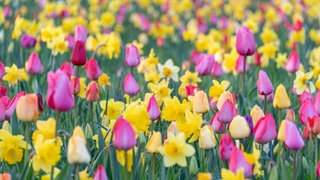 Osterglocken und Tulpen sind beliebte Frühblüher im Garten.