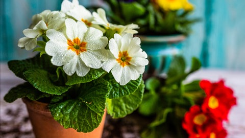 verschiedene Primeln im Topf