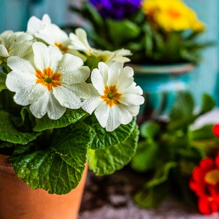 verschiedene Primeln im Topf
