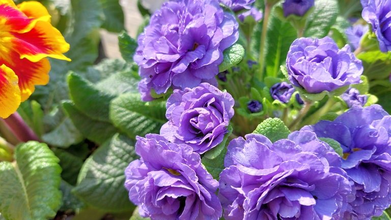 Es gibt Primeln auch mit gefüllten Blüten.