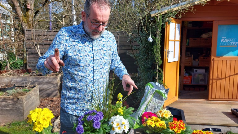 Die Primeln können jetzt auch schon in den Garten gepflanzt werden.