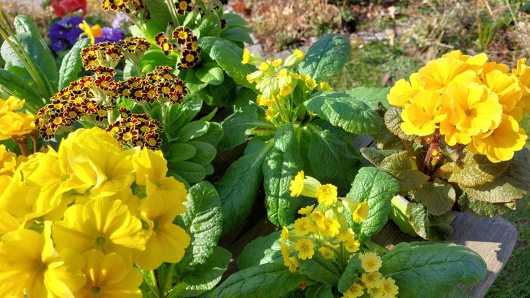Die Wildform der Primel - in der Mitte des Bildes - kennen wir als "Schlüsselblume" oder auch unter dem Namen "Himmelsschlüssel.