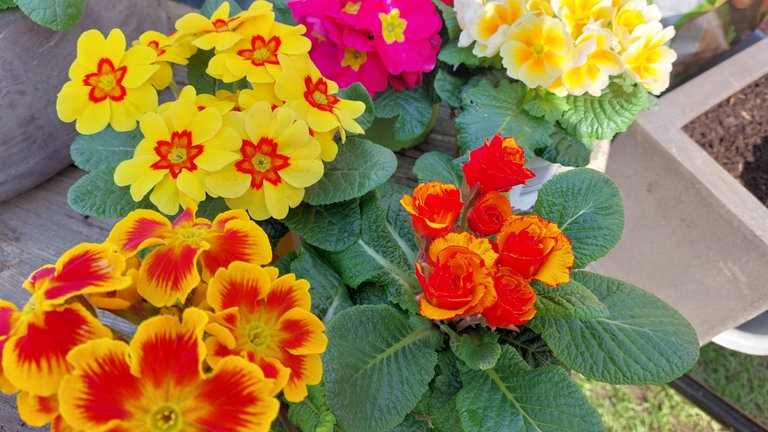 Primeln in verschiedenen Farben