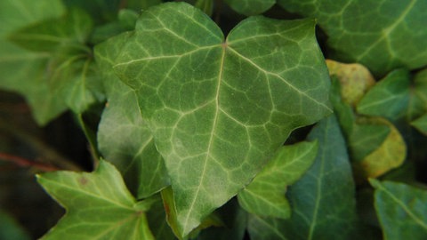 Efeublatt in der Nahaufnahme. Man sieht alle Details.