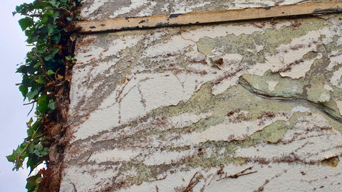 Efeu, der eine Hausfassade zerstört hat.