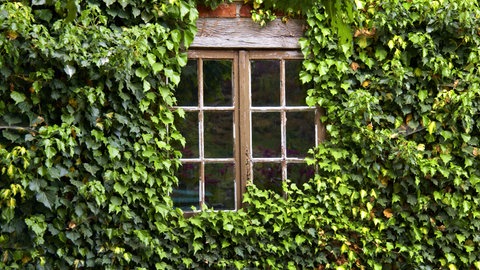 Ein mit Efeu umranktes Fenster an einem historischen Gebäude.