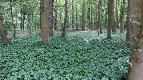 Efeu im Wald als Bodendecker. Der ganze Waldboden ist zugewuchert.