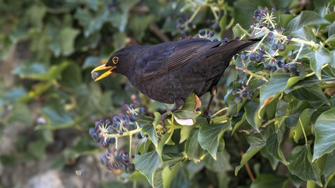 Ein Efeu mit Früchten an einer Hauswand. Eine Amsel pickt sich die Beeren ab.