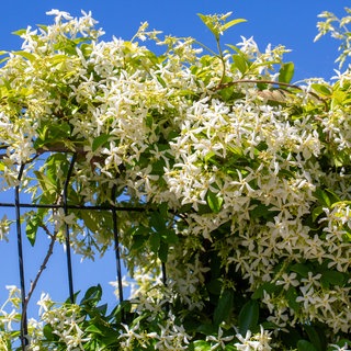 Jasmin am Zaun