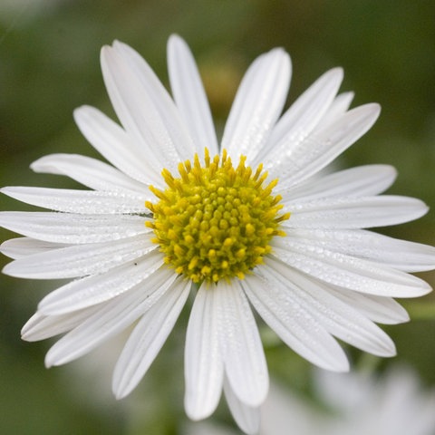 Blüte einer Schönaster, einer pflegeleichten Staude für den Garten.