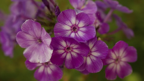 Die Flammenblume, auch Phlox genannt, ist eine beliebte Staude im Garten und lässt sich beispielsweise gut mit der Schönaster im Beet kombinieren.