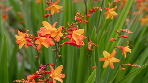 Blühende Montbretien