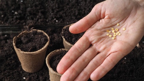 Eine Frauenhand hält mehrere Samen einer Paprika. Im Hintergrund Anzuchterde und Pflanztöpfe.