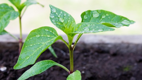 Eine junge Chili-Pflanze in einem Topf mit Erde.