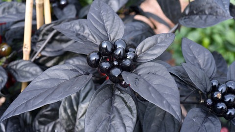 Chili-Pflanze der Sorte "Black Pearl" mit schwarzen Chili-Schoten.
