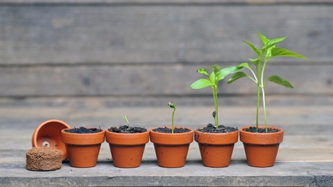 Die Aussaat und Anzucht einer Paprika im Topf in verschiedenen Entwicklungsstadien.