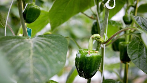 Paprika-Pflanze mit einer kleinen grünen Paprika-Frucht.