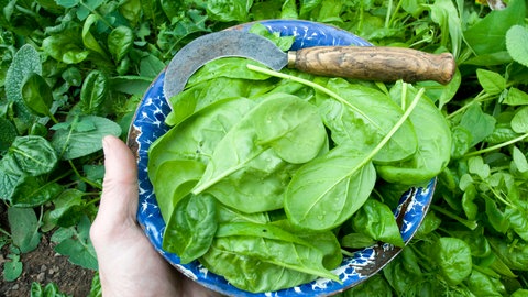 Frisch geernteter Spinat aus dem Garten in einer Schüssel, auf deren Rand eine kleine Sichel liegt.