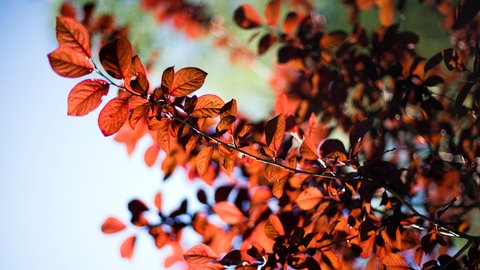 Äste mit roten Blättern der Blutpflaume vor blauem Himmel.