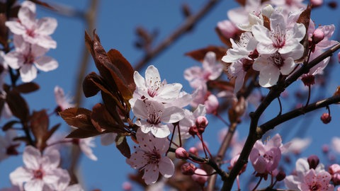 Die rosafarbenen Blüten und dunkelroten Blätter der Blutpflaume an Ästen vor blauem Himmel.