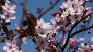 Die rosafarbenen Blüten und dunkelroten Blätter der Blutpflaume an Ästen vor blauem Himmel.