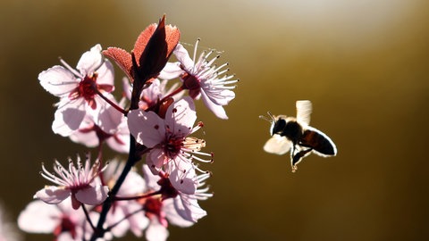 Eine Biene fliegt eine Blüte der Blutpflaume an.