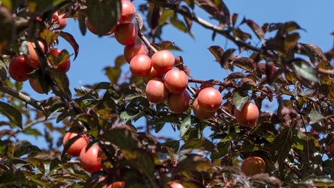Rote Früchte der Blutpflaume hängen zwischen Blättern am Baum.
