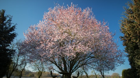 Ein Baum mit weißen Blüten, die Blutpflaume, steht auf einem Rasen. Unter dem Baum stehen zwei Bänke mit einem Tisch.