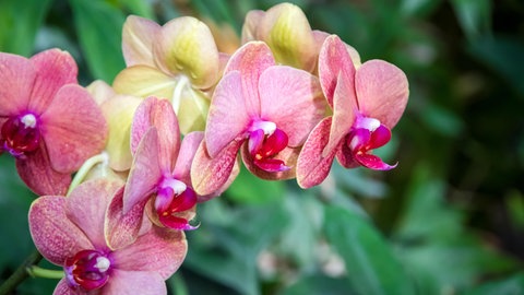 Die Blüten einer Orchidee. Die Pflanze können Sie im Fachhandel kaufen und sie ist einfach zu pflegen. Man muss sie aber regelmäßig gießen bzw. tauchen.