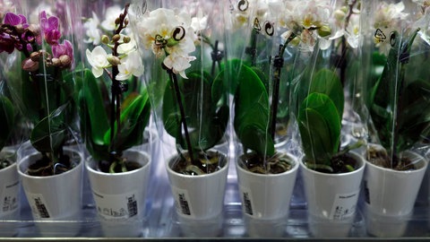 Mehrere Orchideen mit Übertopf in Folie in einem Einrichtungshaus zum Verkauf.