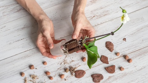 Die Wurzeln einer weißen Mini-Orchidee werden aus dem Blumentopf gezogen.