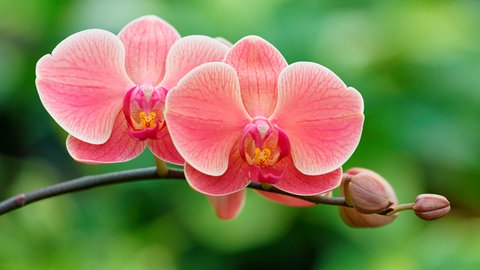 Die Blüten einer Orchidee in Nahaufnahme. Die Schmetterlingsorchidee hat pink-gelbe Blüten.