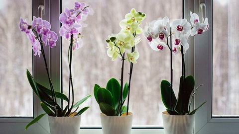 Mehrere bunte Orchideen auf einer Fensterbank.