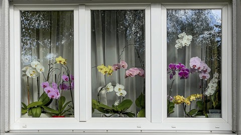 Mehrere blühende Orchideen in einem Fenster von außen. 