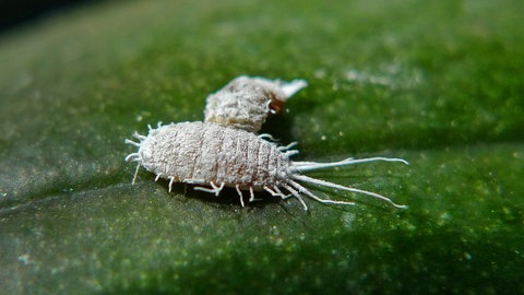 Eine langdornige Schmierlaus auf dem Blatt einer Orchidee in Nahaufnahme.