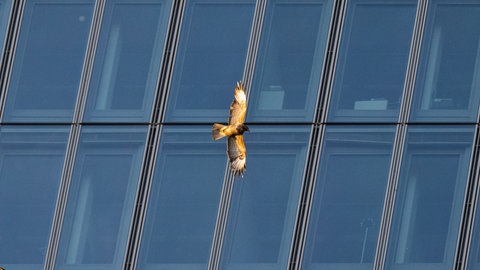 Zwei Greifvögel fliegen vor der Fensterfront eines Hochhauses. Ohne Prävention sterben viele Vögel, weil sie gegen Scheiben fliegen.