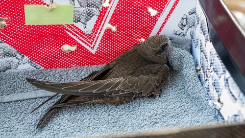 Ein Greifvogel sitzt in einem mit einem Tuch ausgepolsterten kleinen Karton. An der Seite sind Luftlöcher.