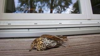 Ein Vogel, der gegen eine Scheibe geflogen ist, liegt tot auf der Fensterbank.
