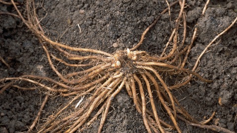 Der Wurzelstock Saprgelpflanze liegt ausgebreitet auf dem Boden. Ihre Form erinnert an Tentakel oder an einen Wischmopp.