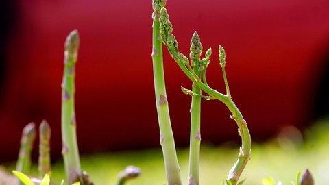 Grüner Spargel wächst aus dem Boden.