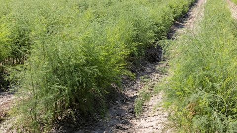 Hochgewachsenes Spargelkraut auf einem Feld.